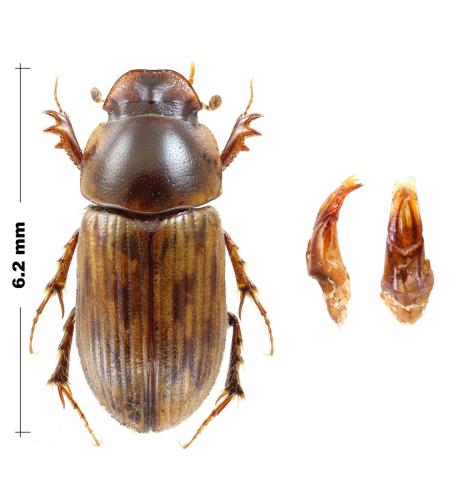 Chilothorax sp.